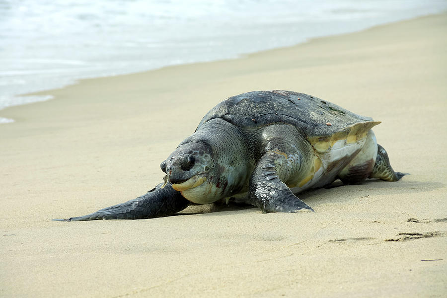 Olive Ridley Sea turtle Photograph by Vinod Kumar M