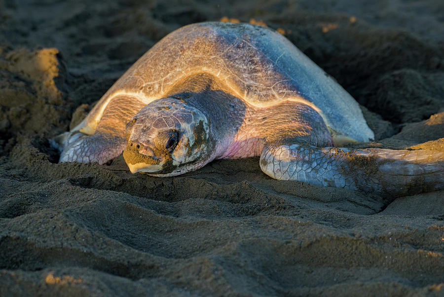 Olive Ridley Sea Turtles Digital Art