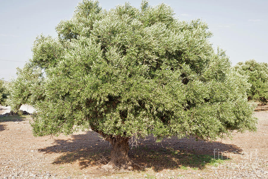 Olive tree and dried meadow Photograph by Nerijus Juras - Fine Art America