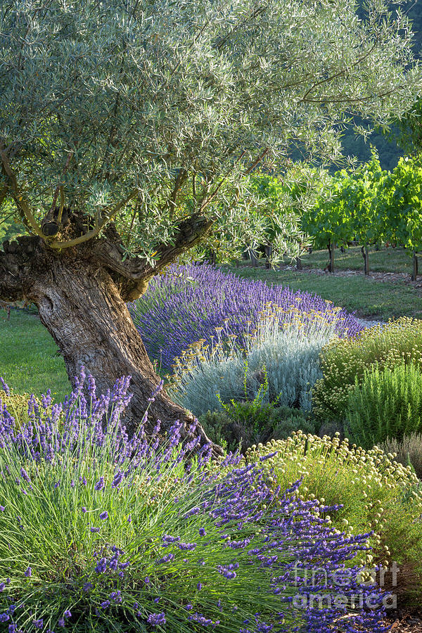 Olive Tree and Lavender Photograph by Brian Jannsen