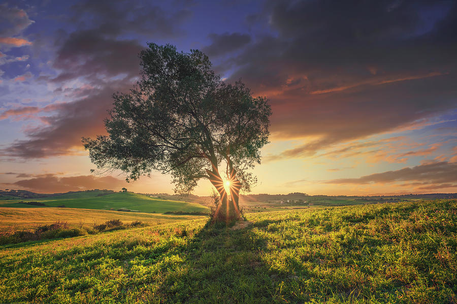 Olive tree at sunset. Tuscany Photograph by Stefano Orazzini