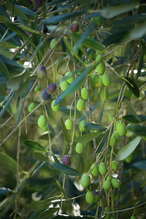 Olive tree branches and olives. Photograph by Jean-Luc Farges