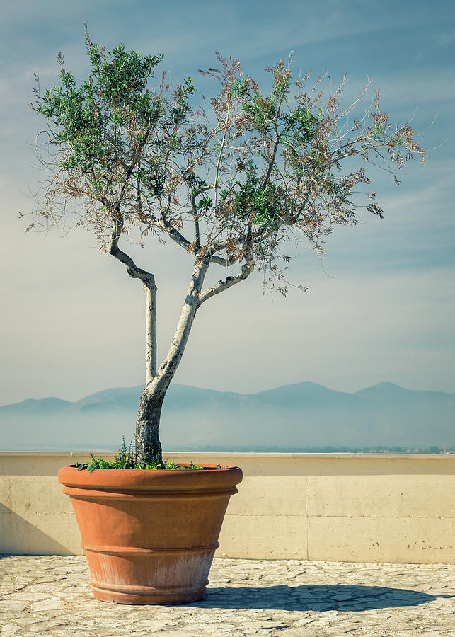 Olive Tree Photograph