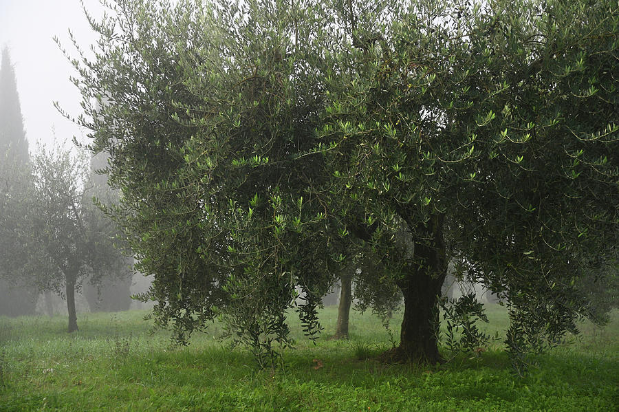 Olive Tree in Foggy Morning Photograph by Jenny Rainbow