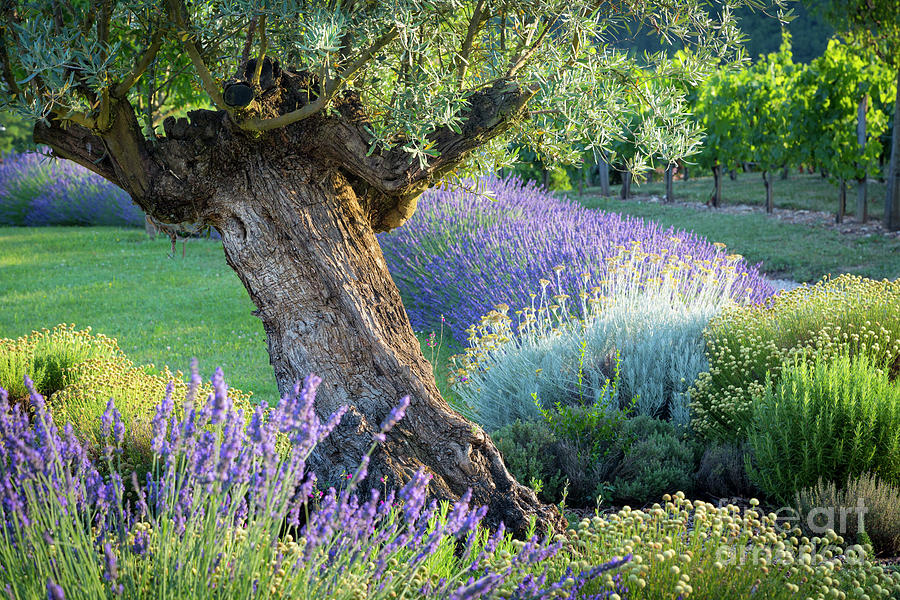 Olive Tree and Lavender in French Garden Photograph by Brian Jannsen