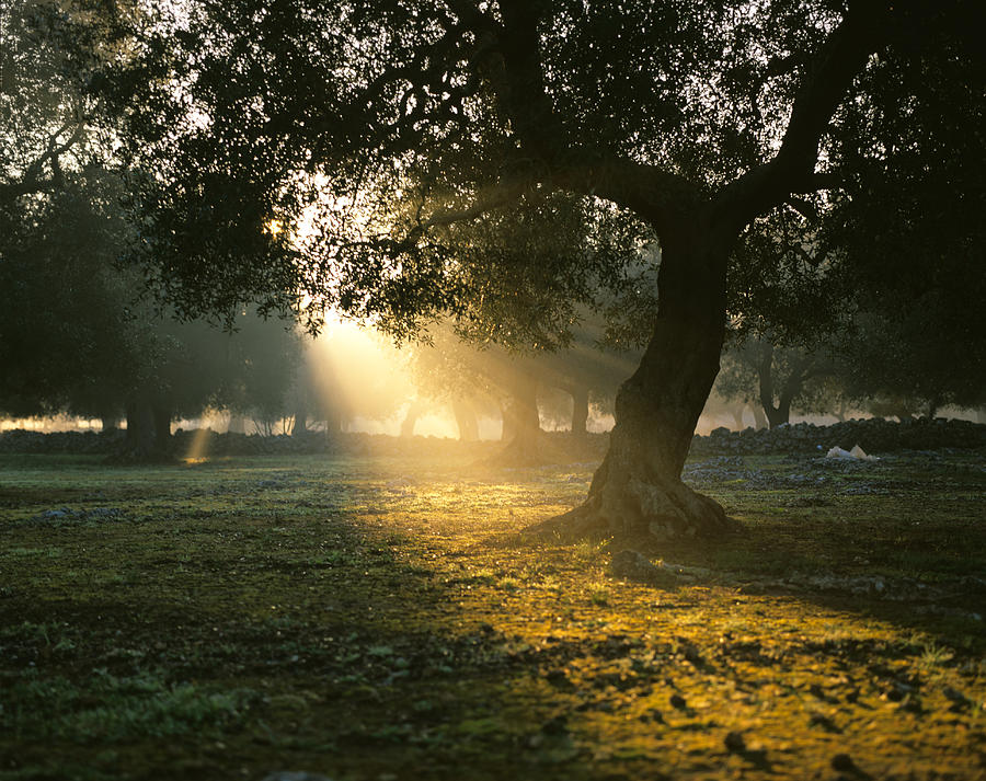 Olive tree in sunrise, Italy Photograph by Oronzo Montedoro