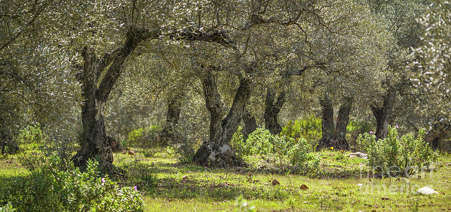 Olive tree orchard in spring Photograph by Perry Van Munster
