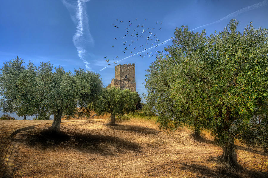 Olive trees at the Algoso castle Photograph by Micah Offman