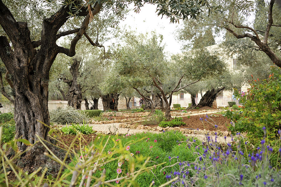 Olive Trees in the Garden of Gethsemane Photograph by James C Richardson