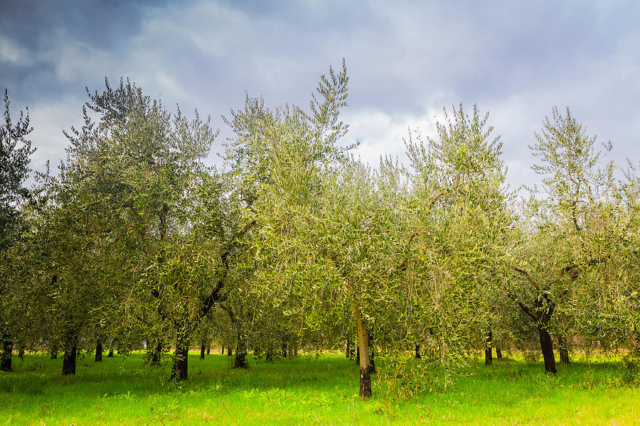 Olive trees in Tuscany Photograph by Massimiliano Agati