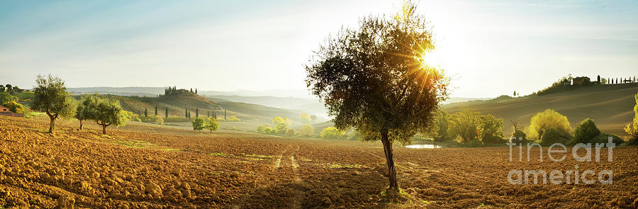 Landscape Photograph - Olive trees panoramic, Val DOrcia, Tuscany, Italy by Justin Foulkes