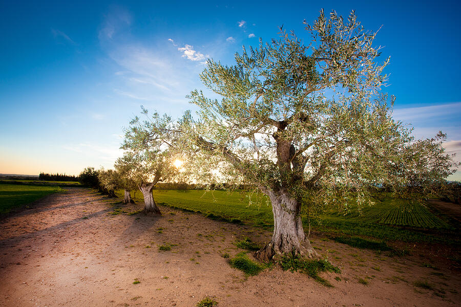 Olive trees Photograph by Xavierarnau