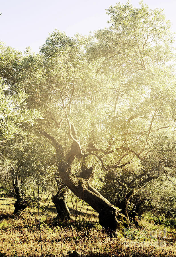 Olive treese Photograph by Jelena Jovanovic