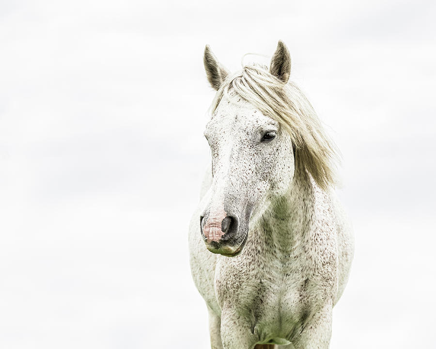 Oliver - Horse Art Photograph by Lisa Saint