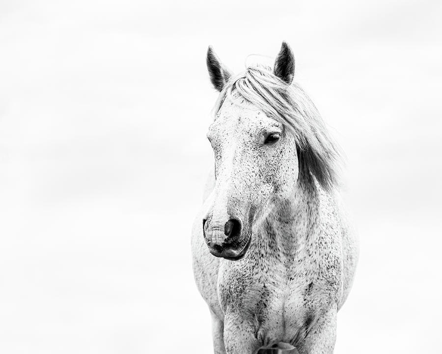 Oliver II - Horse Art Photograph by Lisa Saint