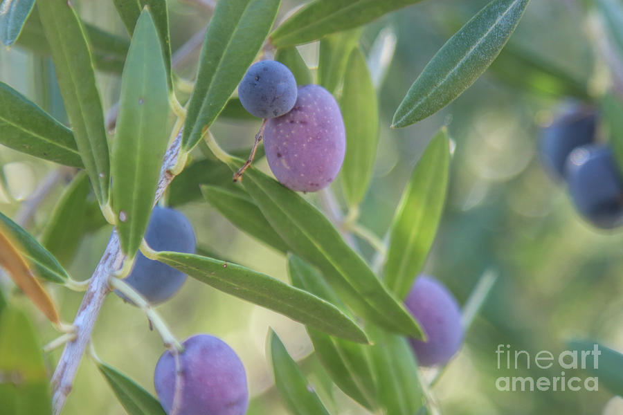 Olives and Branches at Harvest Time Beautiful Soft Colors  Photograph by Stephanie Laird