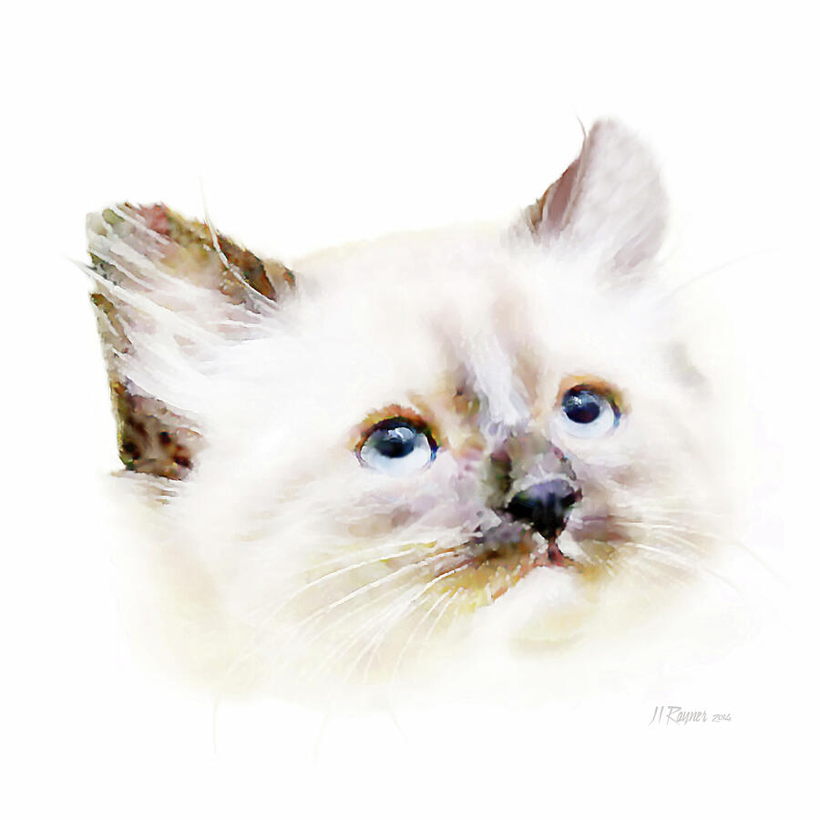 Ollie. Black-Nosed Kitten with Blue Eyes Digital Art by Bamalam Art Ollie. Black-Nosed Kitten with Blue Eyes Digital Art by Bamalam Art