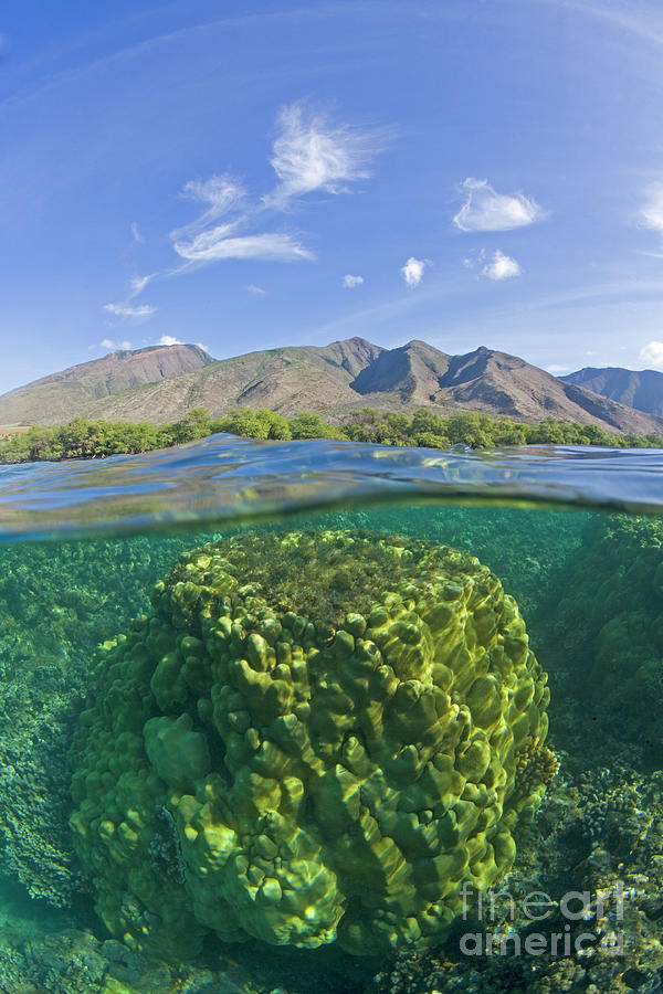 Olowalu Reef Photograph by David Olsen
