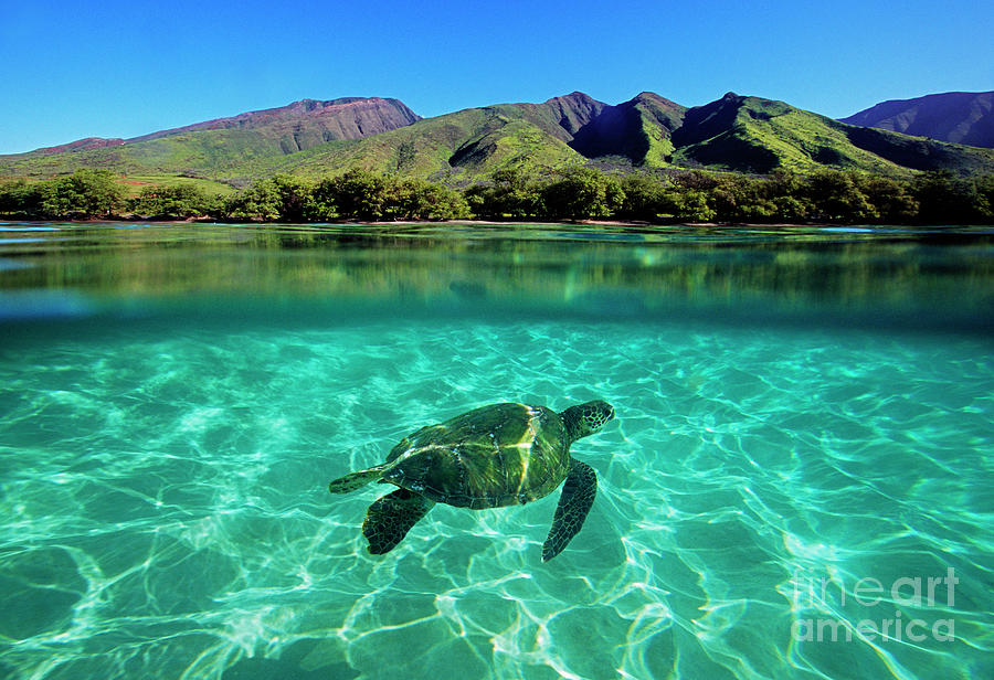 Olowalu Turtle Photograph by David Olsen
