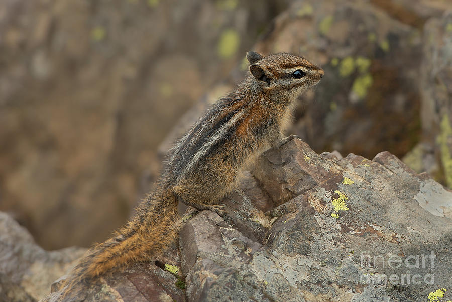 Summer Photograph - Olympic Chipmunk at a Lookout in Olympic National Park by Nancy Gleason