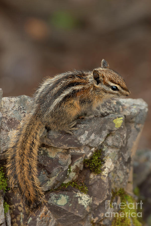 Summer Photograph - Olympic Chipmunk in Morning Light in Olympic National Park by Nancy Gleason