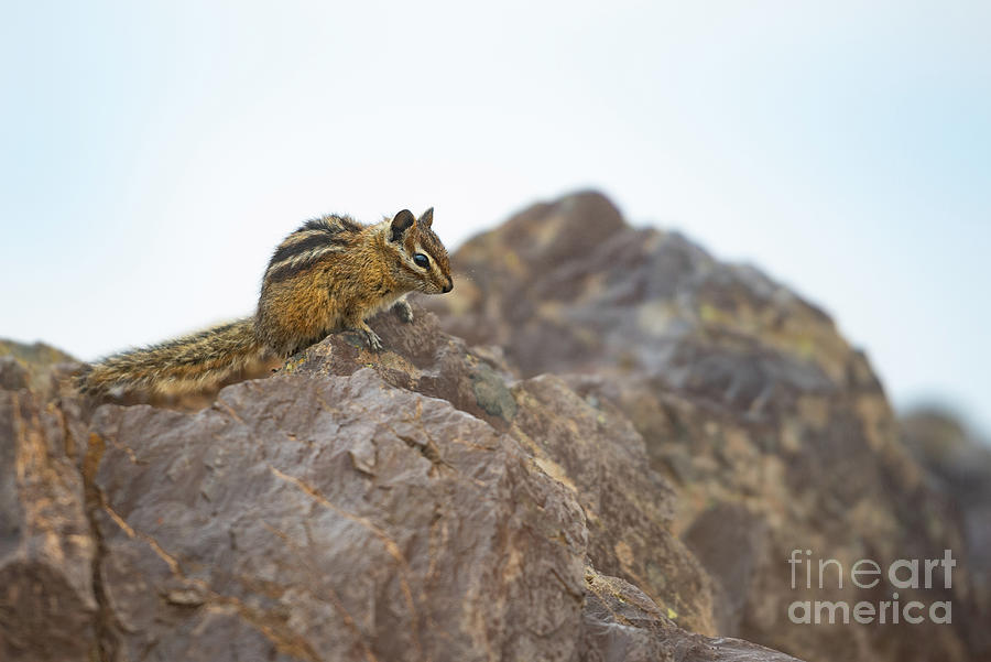 Summer Photograph - Olympic Chipmunk on a Mountain Top in Olympic National Park by Nancy Gleason