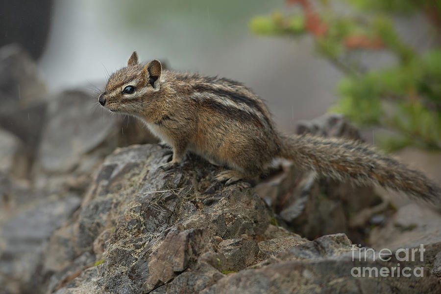Olympic Chipmunk on a Rainy Morning in Olympic National Park Photograph by Nancy Gleason