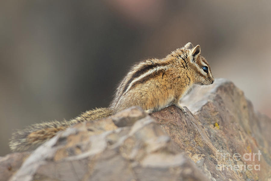 Olympic Chipmunk on a Rocky Ledge in Olympic National Park Photograph by Nancy Gleason