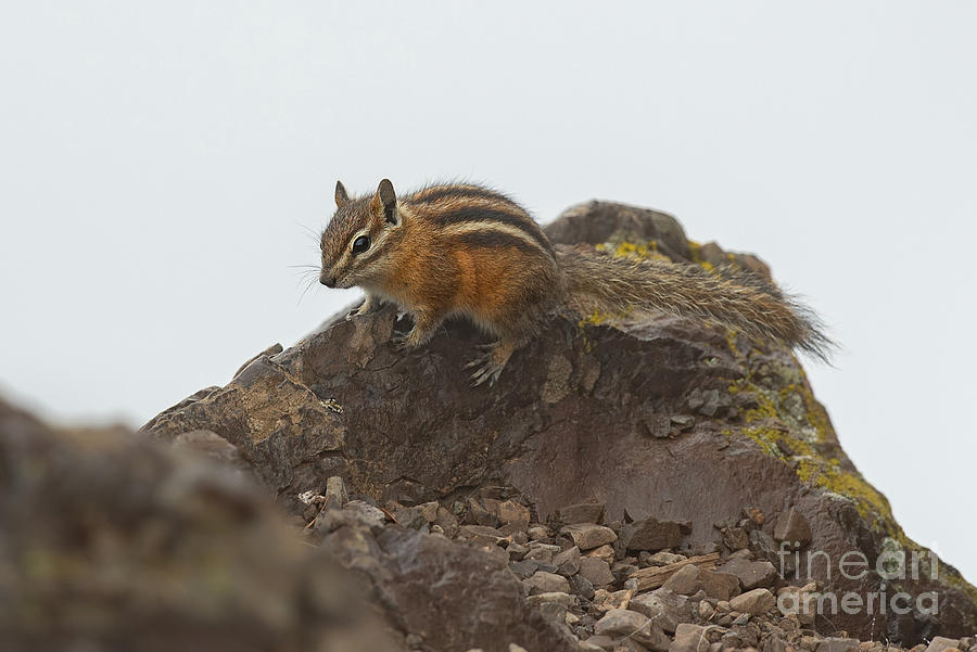 Olympic Chipmunk Perched on a Rock Photograph by Nancy Gleason