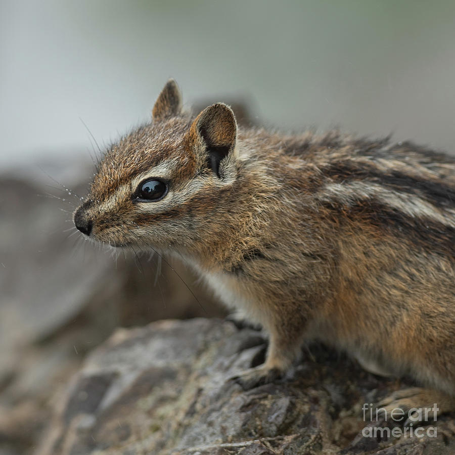 Olympic Chipmunk with Raindrops on Whiskers Photograph by Nancy Gleason