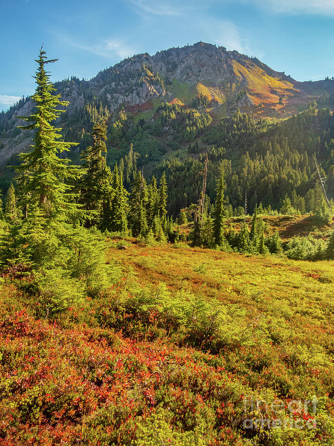 Olympic National Park Photograph - Olympic Mountain High Country by Nancy Gleason