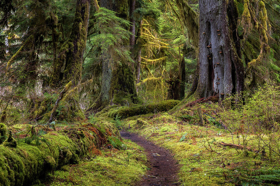 Olympic National Park Sol Duc Photograph by Donnie Whitaker | Pixels