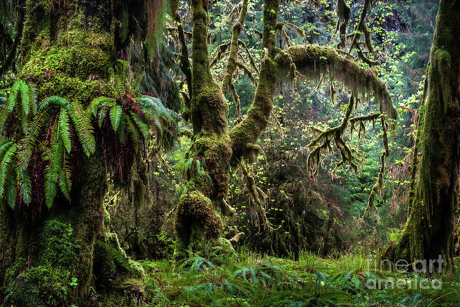 Olympic Rainforest Magic Photograph by Benjamin Williamson