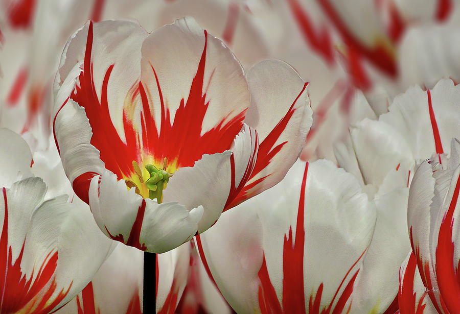 Olympic Red flame Tulip Flower Photograph by Russ Harris