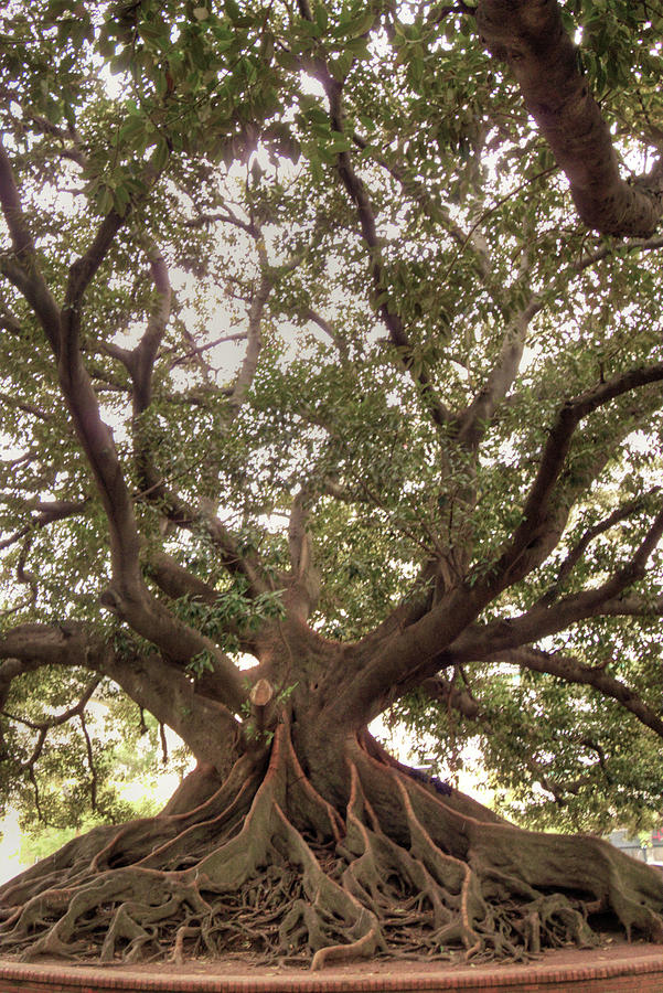 Ombu Tree Photograph by Deborah Smolinske