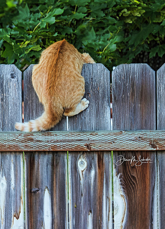Cat Photograph - OMG Theres A Dog Down There by Diane Schuster