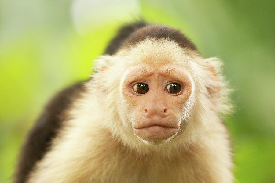 Animal Photograph - OMG - White-faced capuchin monkey by Roeselien Raimond