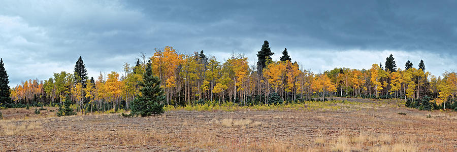 Ominous Clouds Above Changing Aspens In The Carson National Forest - Tierra Amarilla New Mexico Photograph