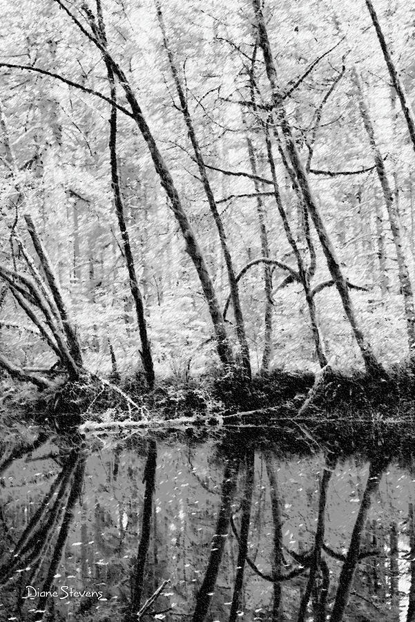 Ominous Forest Photograph by Diane Stevens - Fine Art America