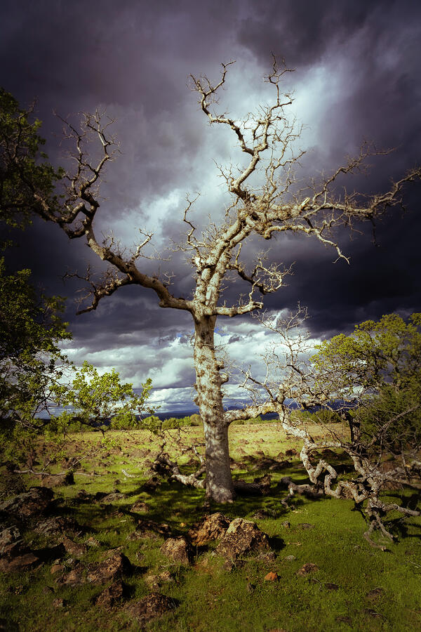 Ominous Oak Photograph by Mike Lee
