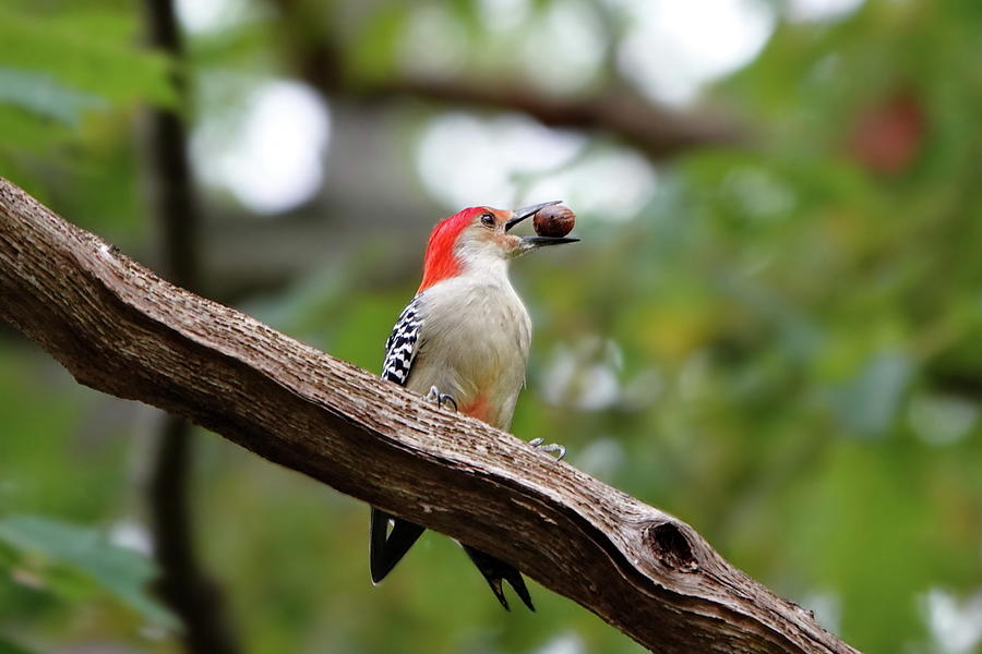 Omnivorous Red-bellied Woodpecker Photograph by Lyuba Filatova