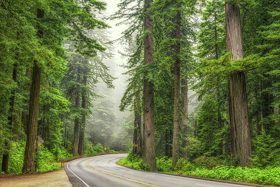 On 101 Through The Redwoods Photograph by Joseph S Giacalone