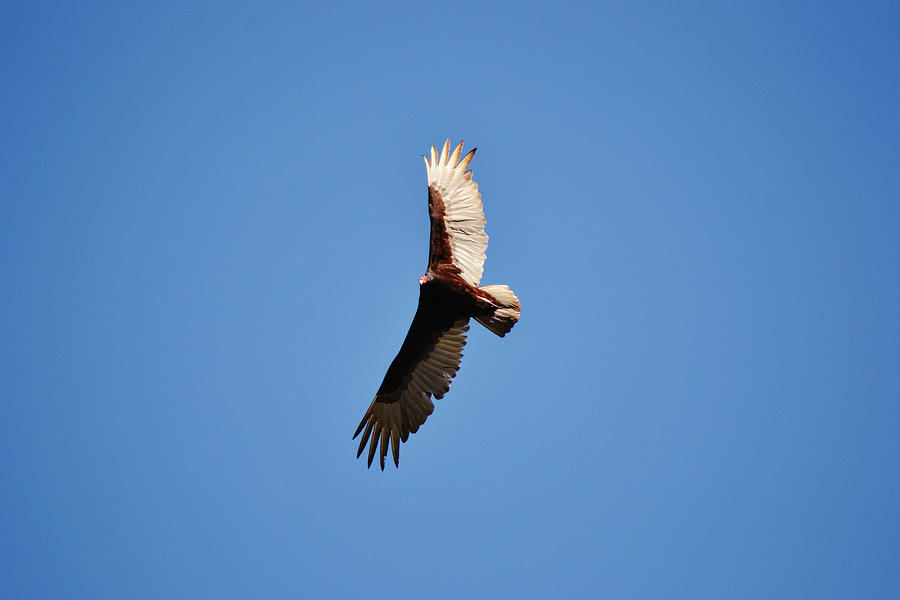 On A Clear Day You Can See - A Turkey Vulture Photograph