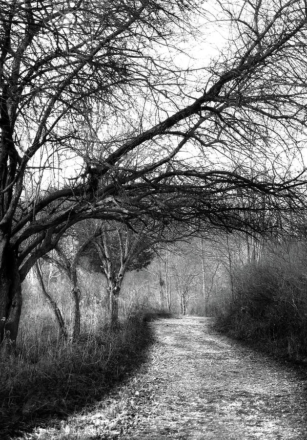 On A Dark Path Photograph by Stamp City