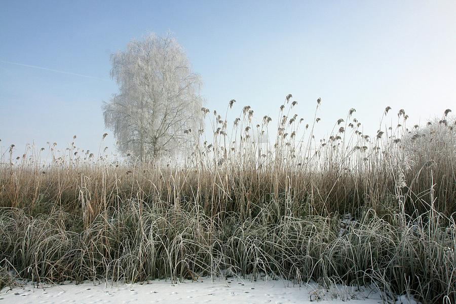 On A Hike Outdoor In December, Wintertime, On A Frozen Lake  - Brown Grass On White Sand During Daytime Photograph