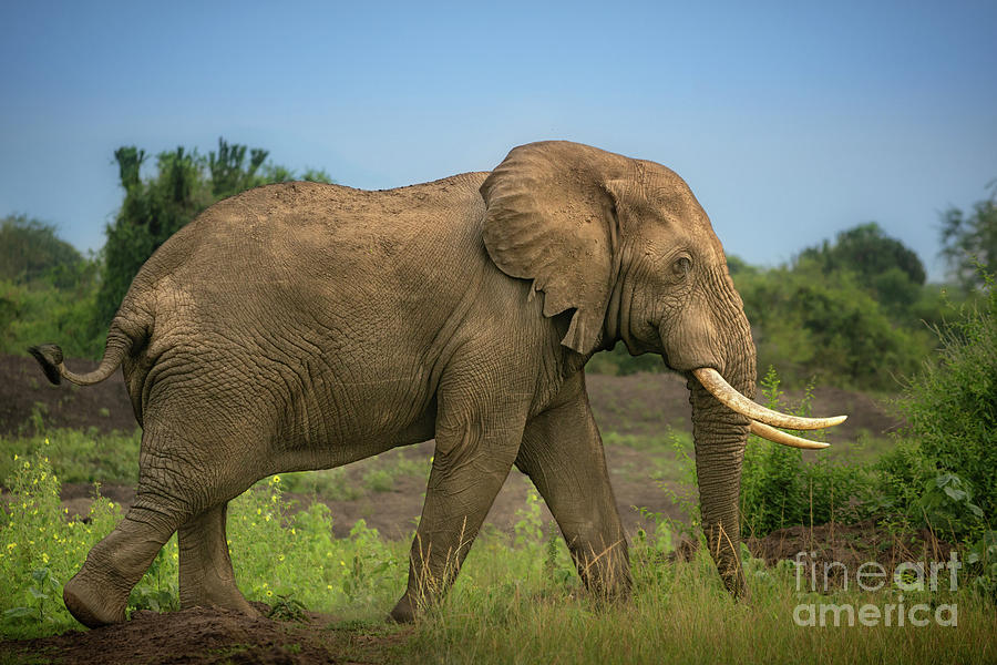 Elephant Photograph - On a Walk by Jamie Pham
