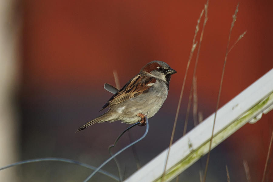 Sparrow Photograph - On a wire by Tobbe Hvornum