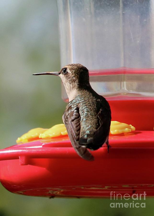 On Alert Hummingbird Photograph by Carol Groenen