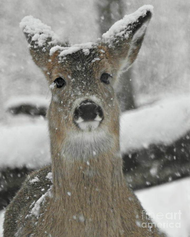Deer Photograph - On Alert by Kathy M Krause