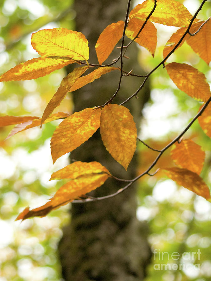 On An Overcast Day In Autumn 11 by Dorothy Lee On An Overcast Day In Autumn 11 by Dorothy Lee